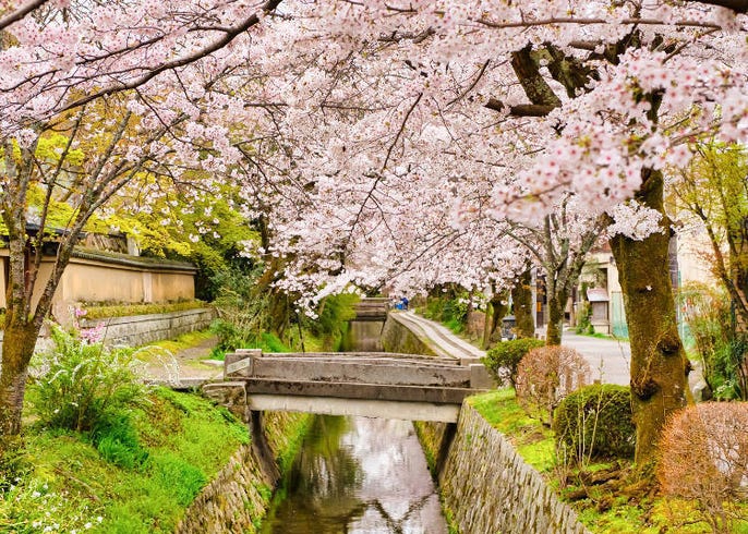 21京都赏樱景点10选 开花时间预测 岚山 哲学之道 仁和寺 Live Japan 日本的旅行 旅游 体验向导