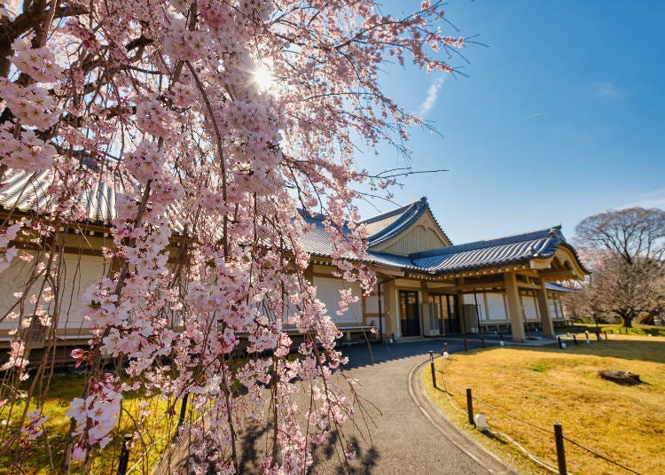 豐臣秀吉也喜愛的「花之醍醐」。繽紛色彩的櫻花陸續綻放，期間非常長。