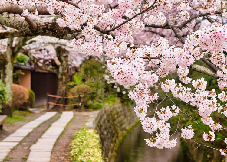 櫻花是從標高比較低的下千本開始依序開花