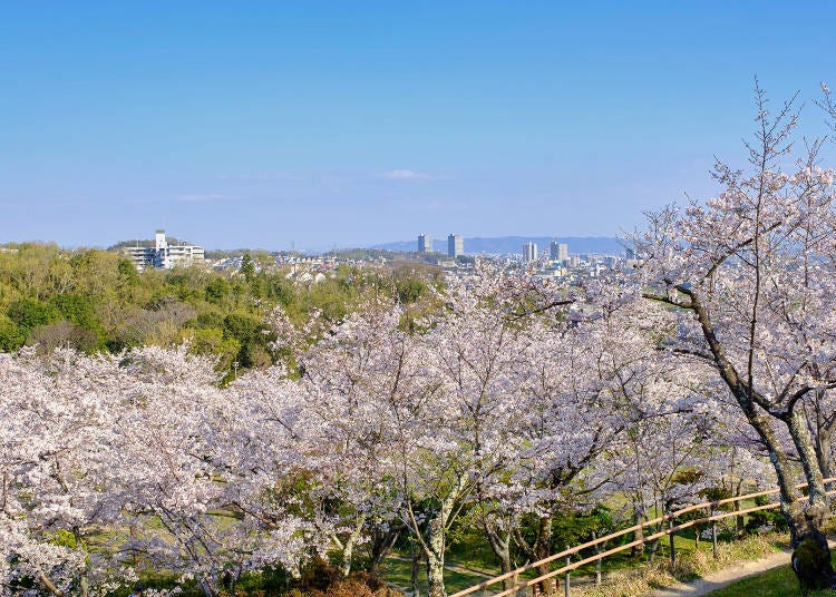A great photo opportunity overlooking the cherry blossoms and the city below