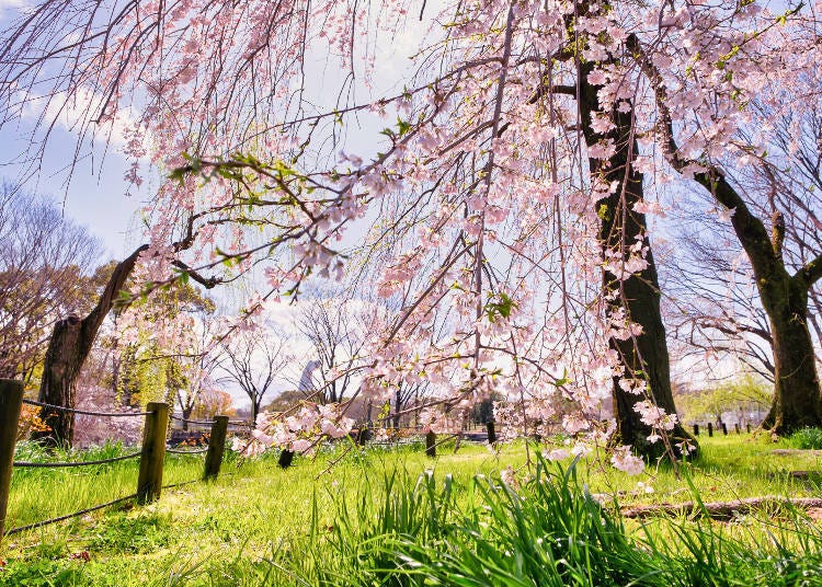 Take advantage of the opportunity to learn more about cherry blossom viewing and cherry blossom culture