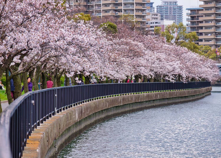 The area that use to handle Osaka's waterworks is now lined with beautiful rows of cherry trees
