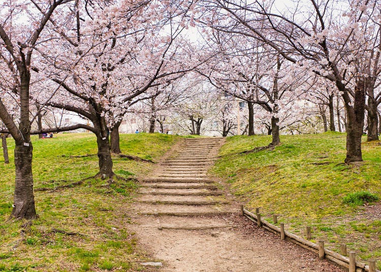 Crowds flock to see about 130 varieties of cherry blossoms every year