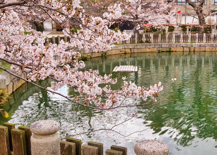 Sakura around the pond next to Warodo