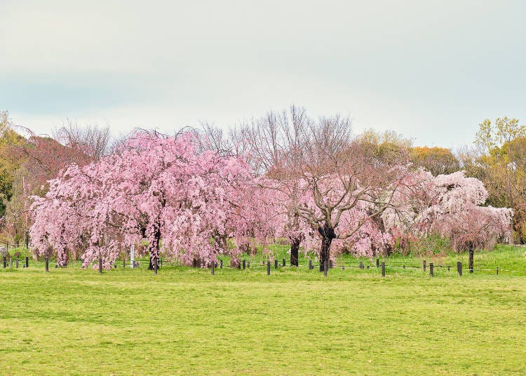 7. Daisen Park: Unique cherry blossoms decorate a historical park