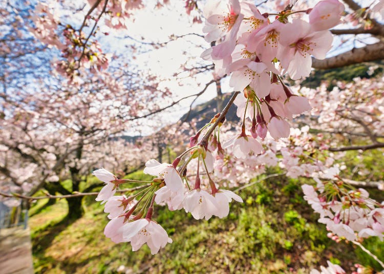 Many people visit every year to see the rows of cherry blossoms along the river