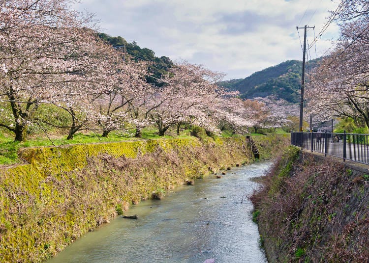 Cherry blossoms reflected on the surface of the Yamanaka River are among the area's highlights