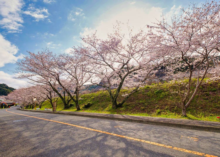 A row of cherry trees that stretches for about 1 kilometer