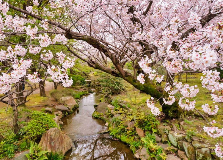 極楽浄土の庭に咲く満開の桜が存在感を放ちます