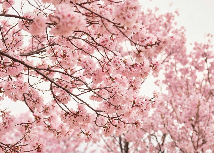 早咲きのシノヒガンから遅咲きの八重桜まで種類も豊富