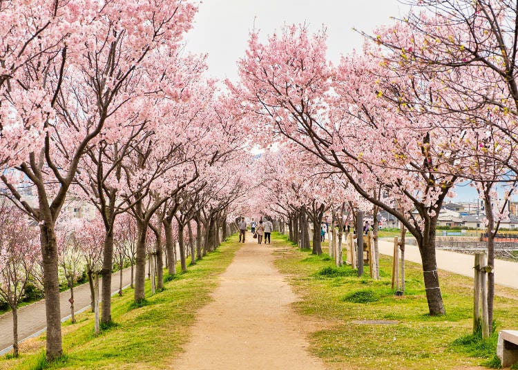 桜まつりでは北堤の桜がライトアップされた夜桜が楽しめます