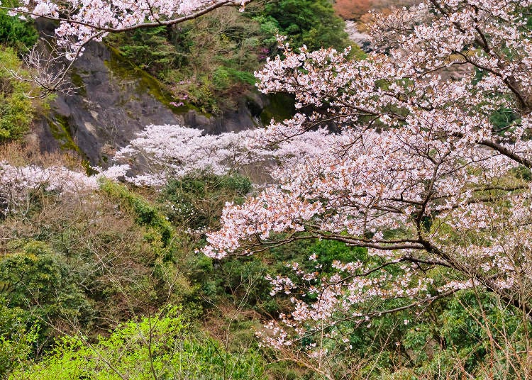ダム周辺の自然美と桜の絶景コラボ