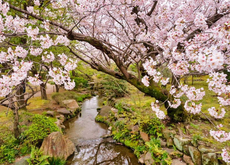 극락정토의 정원에서 활짝 핀 벚꽃이 눈길을 사로잡는다