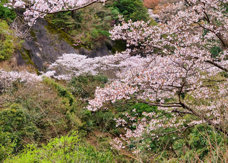댐 주변의 자연과 벚꽃이 어우러진 절경