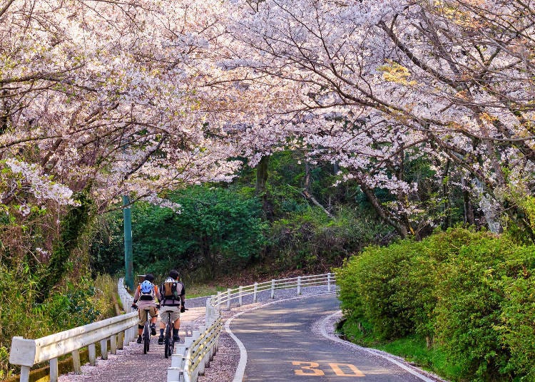 滿開的櫻花樹下，許多騎著腳踏車和慢跑的人