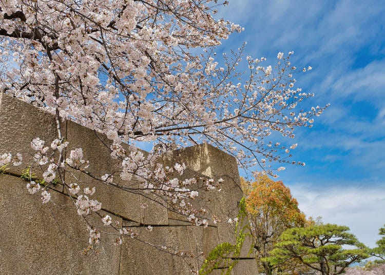 有非常多地方可以拍攝石牆和美麗櫻花的組合