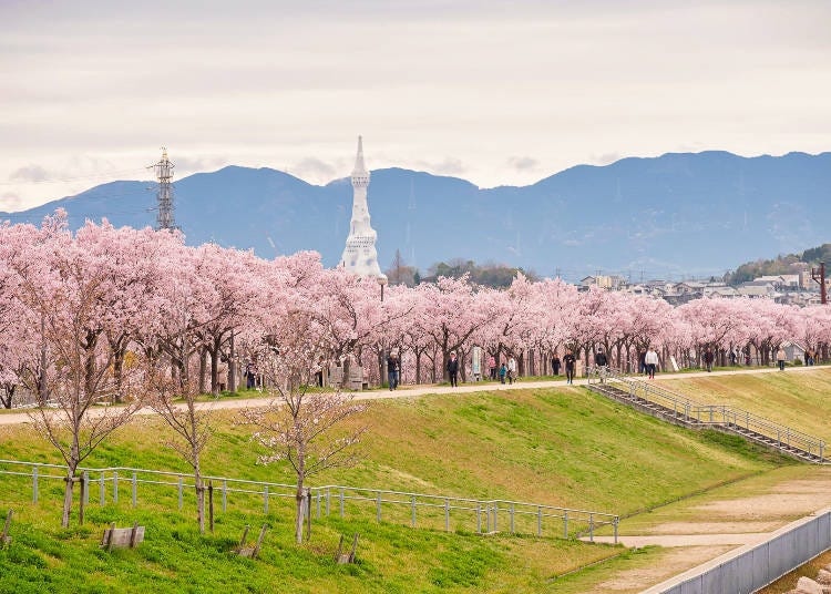 在狹山池岸邊種植著大約1400棵的櫻花！