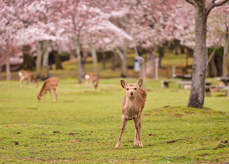 Nara Park’s playful deer under the cherry blossoms