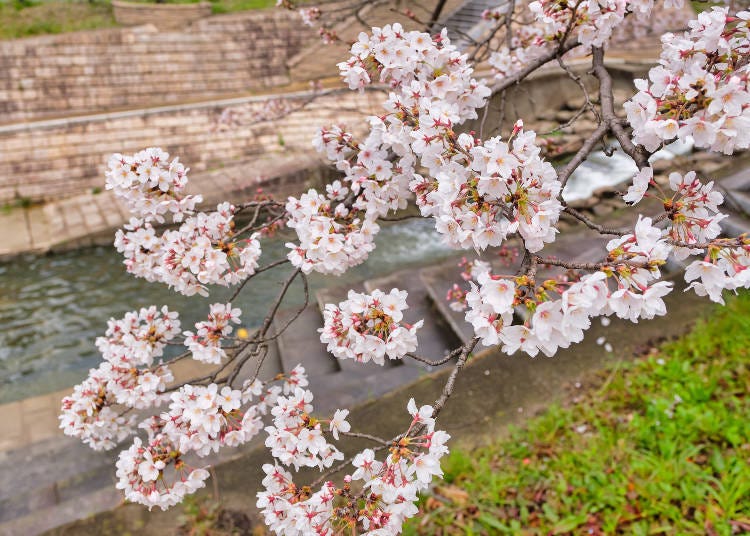 The row of cherry blossom trees carefully tended by local residents is worth a visit