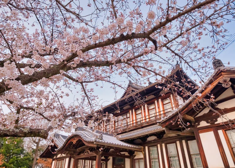 You can see the cherry blossoms in bloom around the castle ruins from the castle tower observatory