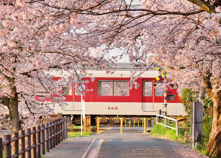 The combination of trains and cherry blossoms is a beloved sight