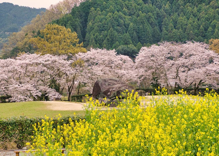 The combination of Nanohana and cherry blossoms is one of the area's highlights