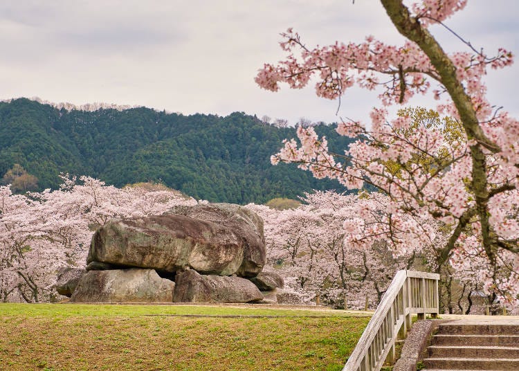 The stone stage looks like a reclining body surrounded by a beautiful cherry blossom landscape