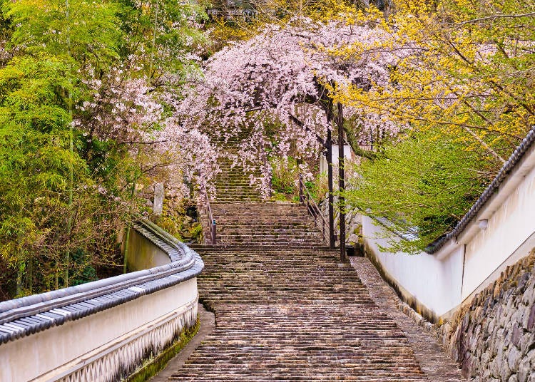 The beauty of the cherry blossoms when looking up the 399-step stairway is exceptional