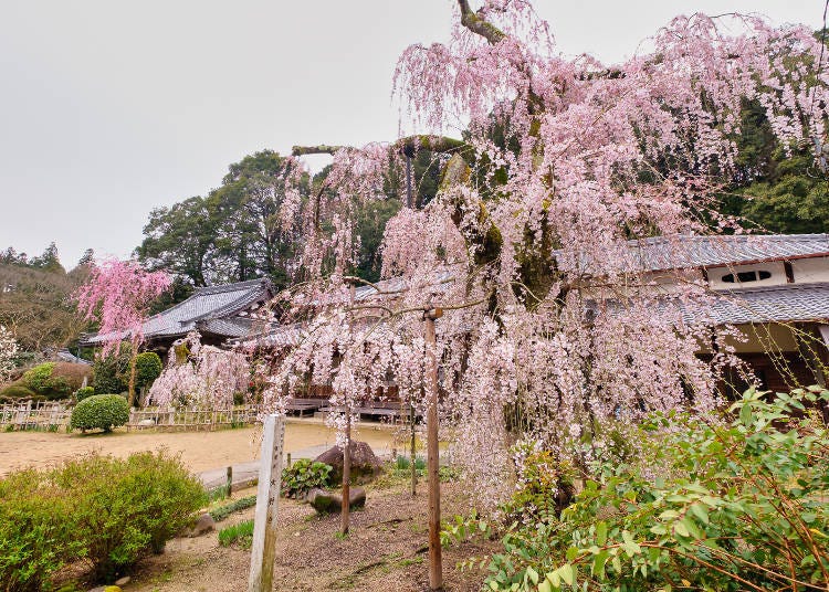 A must-see for the rare 300-year-old weeping cherry trees