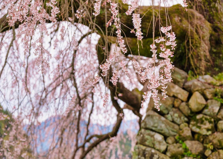 Matabei Sakura fascinates visitors