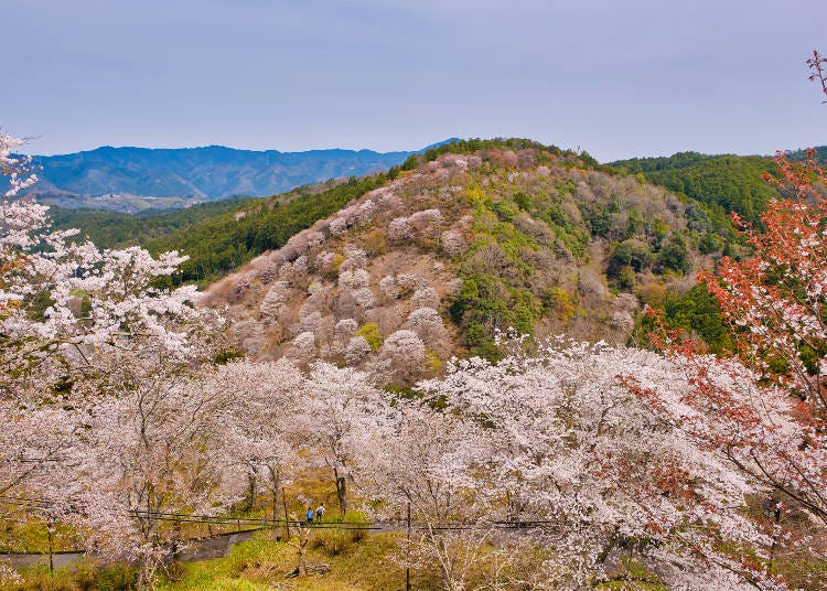 The cherry blossoms bloom in sequence, beginning with the "lower thousand" trees