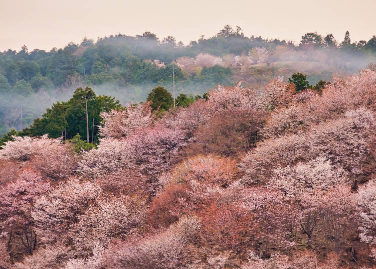Mt. Yoshino awash with various shades of cherry blossoms. A superb view you must see at least once.