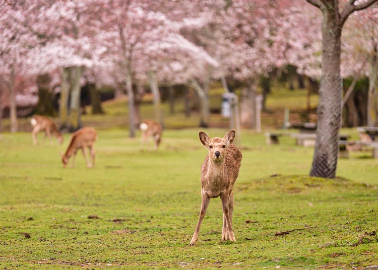 奈良公園といえばシカ。桜の下で遊ぶ姿に癒されます