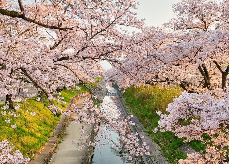 両岸南北2.5キロメートルにわたって続く見事な桜のトンネル