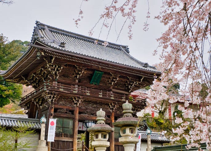 live japan