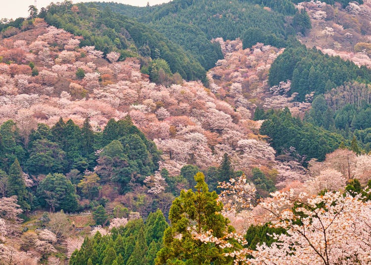 吉野山を桜が埋め尽くす絶景が望めます