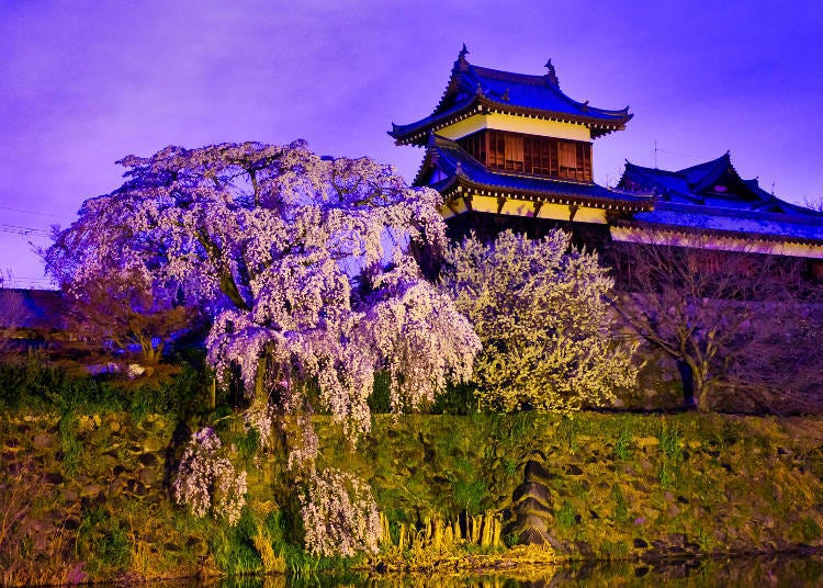 야간에는 본보리 불로 밝힌 환상적인 벚꽃을 즐길 수 있다.