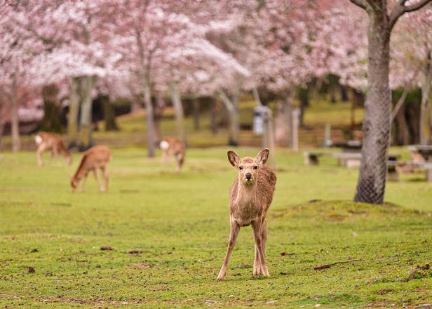 2024奈良賞櫻景點10選+開花時間！奈良公園、吉野山等景點