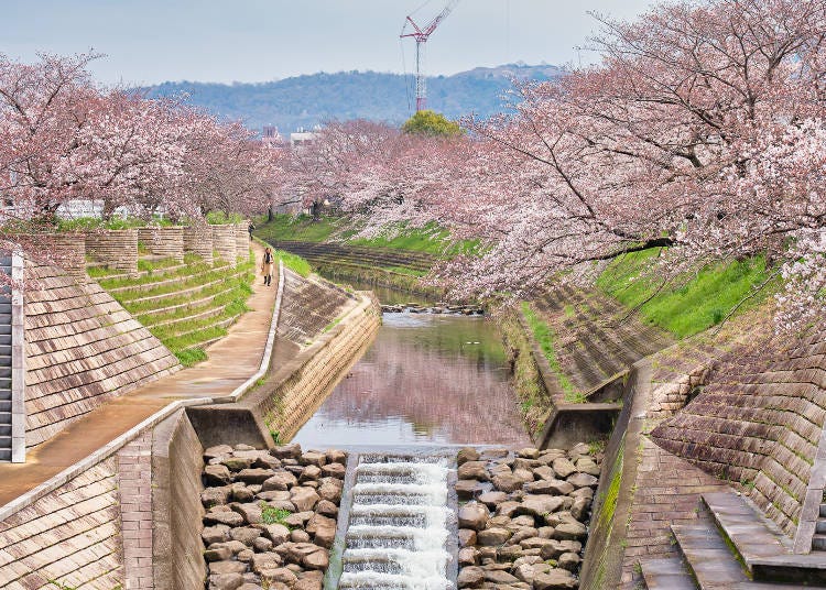 櫻花盛開時，爭相綻放的花朵將川面點綴上粉嫩的色彩。