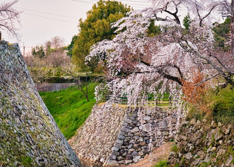 石牆與櫻花交織成的完美景色。