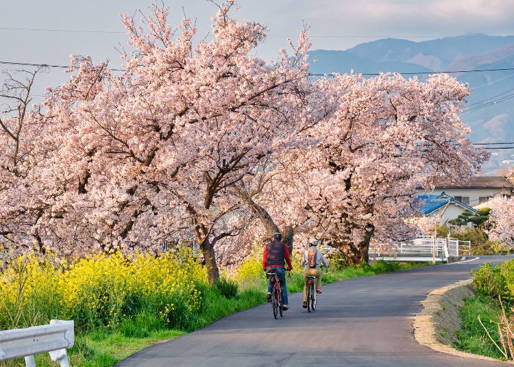 櫻花樹的數量及櫻花大道的長度絕對不亞於他處！樹枝伸展的傲然樣態也很令人感動。
