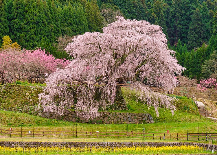 日本國內為數不多的蒼勁挺拔單株櫻花樹「又兵衛櫻」。