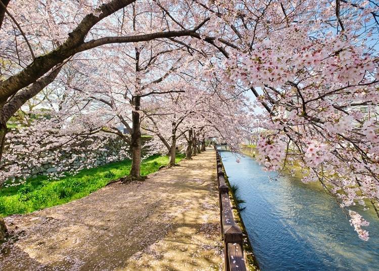 There are many places to take a stroll along the Himeyama Park moat
