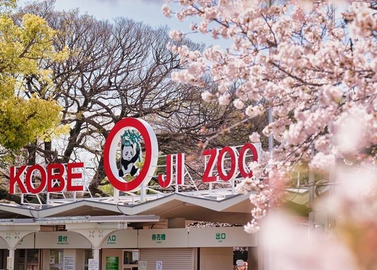 2. Kobe City's Oji Zoo: The best place to enjoy both animals and cherry blossoms in full bloom