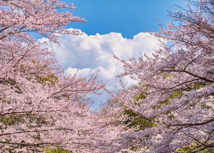 You can enjoy the combination of cherry blossoms and many other plants, like rape blossoms