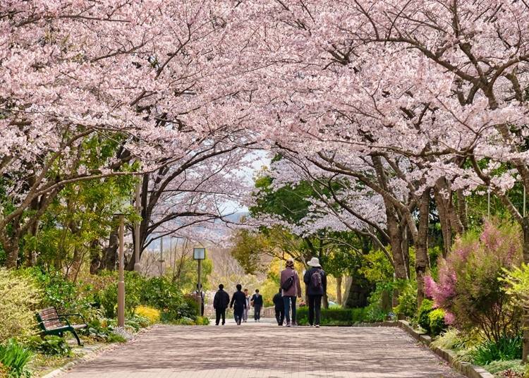 Walking under a tunnel of cherry blossoms is exhilarating