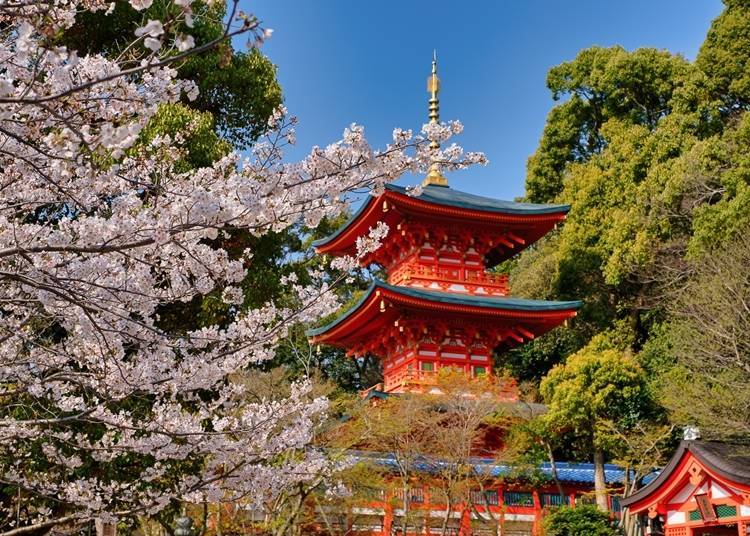 Sumadera Temple, with its many treasures, is also known for its cherry trees