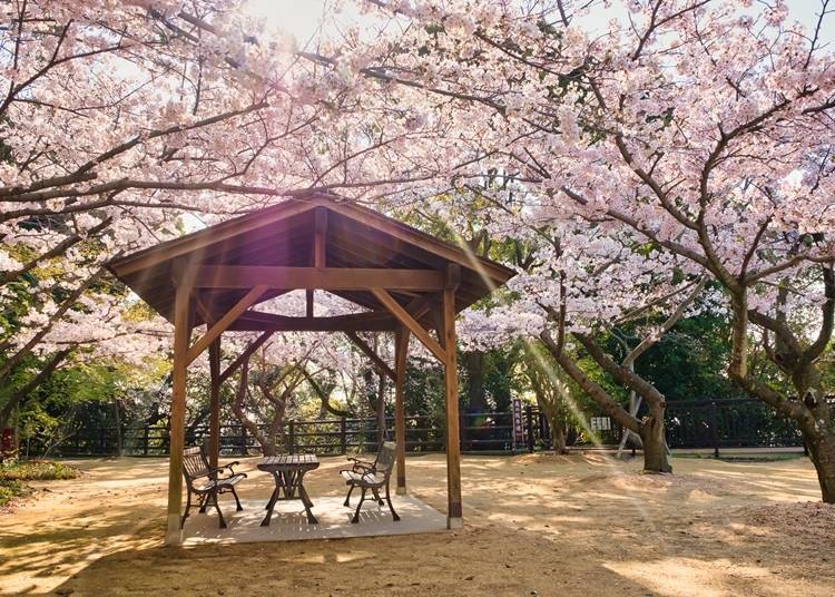 Relaxing at a rest stop under the cherry blossoms