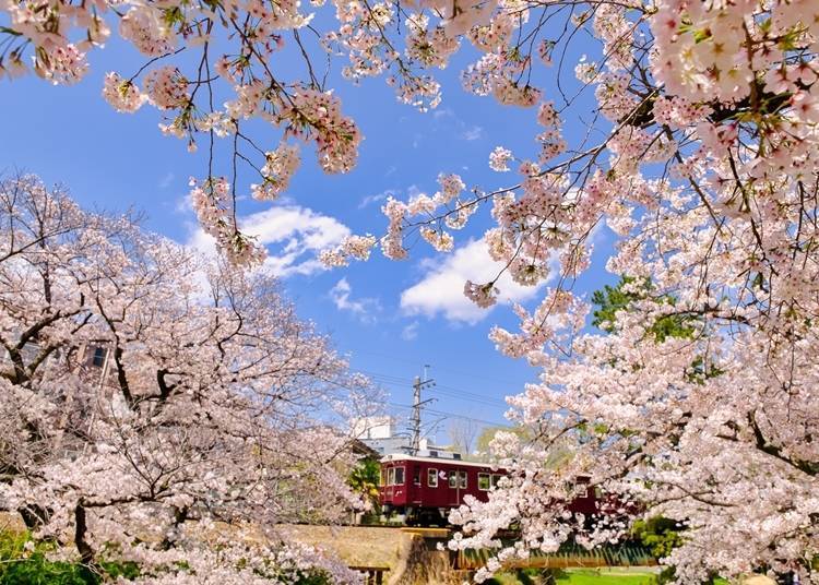 7. Shukugawa Park: Beautiful combination of cherry blossoms and pine trees