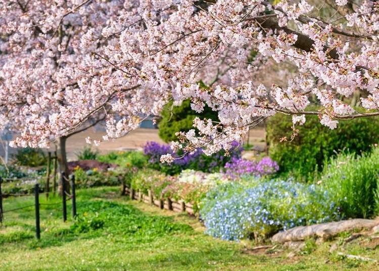 8. Hiokayama Park: 1,000 cherry trees decorate the vast grounds!